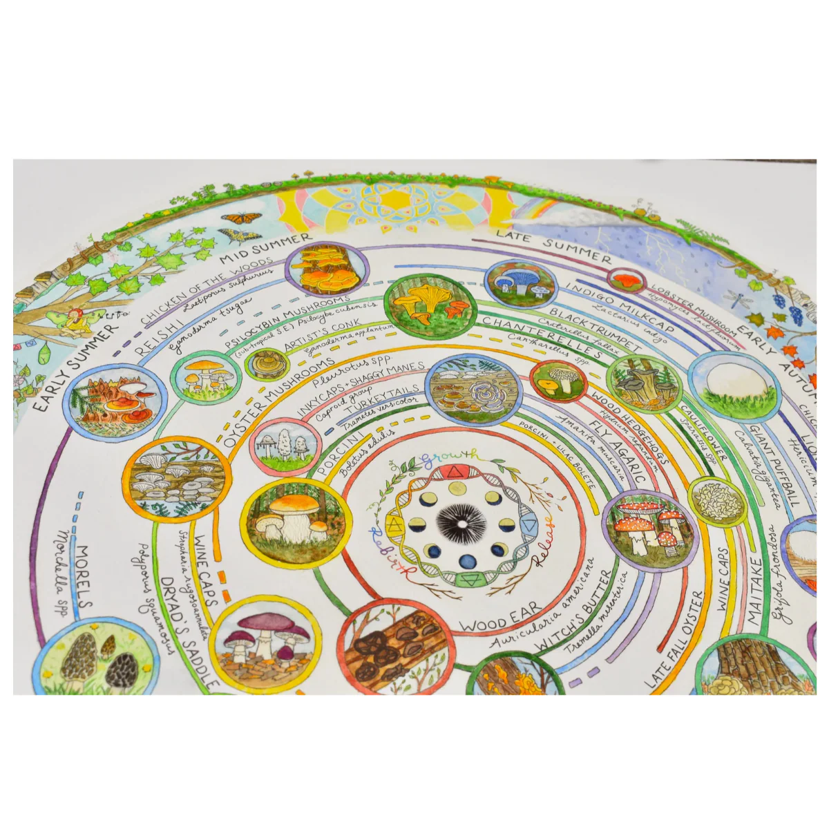 Giclée Art Print - Mushroom Foraging Calendar - Image 3