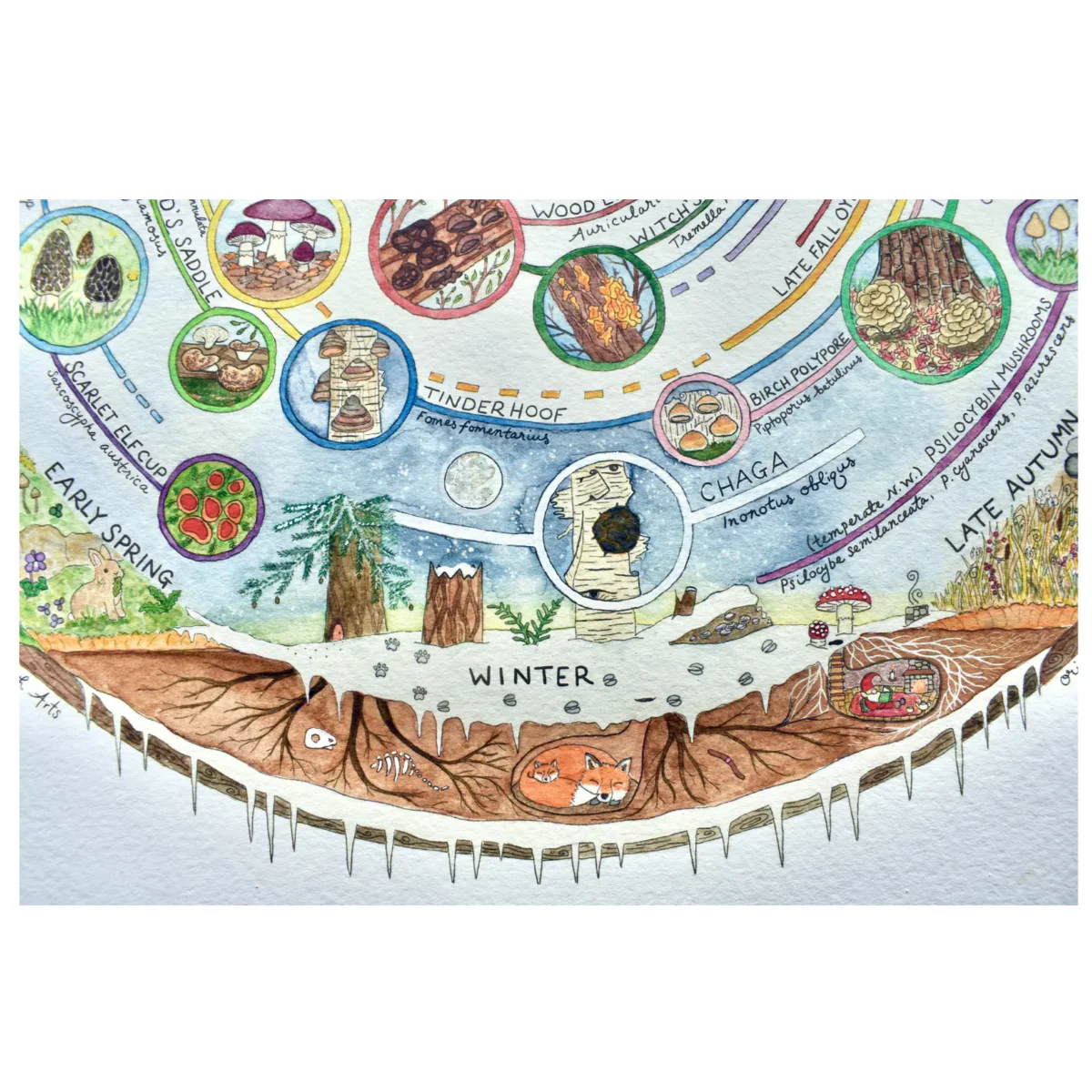 Giclée Art Print - Mushroom Foraging Calendar - Image 4