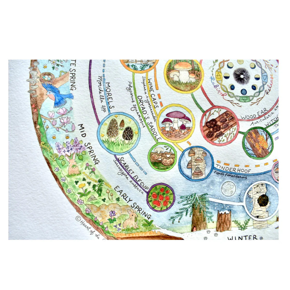 Giclée Art Print - Mushroom Foraging Calendar - Image 5