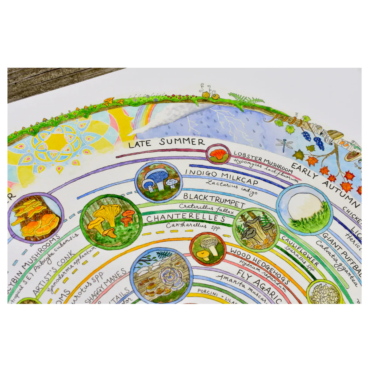 Giclée Art Print - Mushroom Foraging Calendar - Image 6