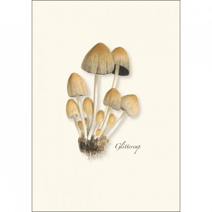 Mushroom Notecard Assortment - Image 3