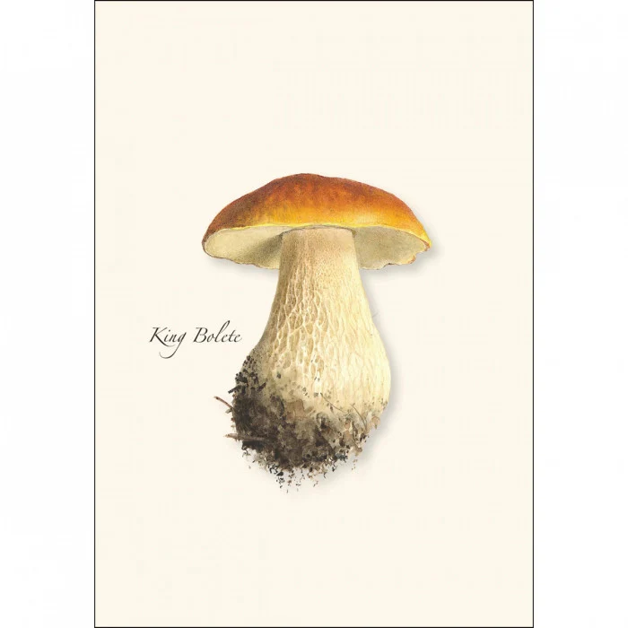 Mushroom Notecard Assortment - Image 4