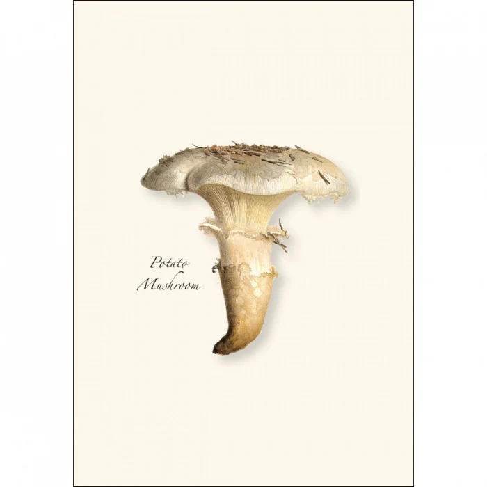 Mushroom Notecard Assortment - Image 5