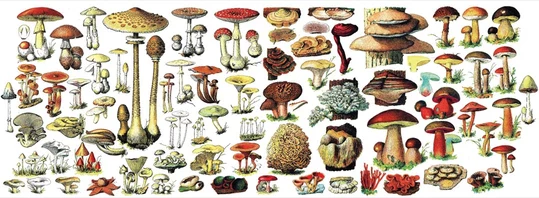 Mushrooms Mug - Image 4
