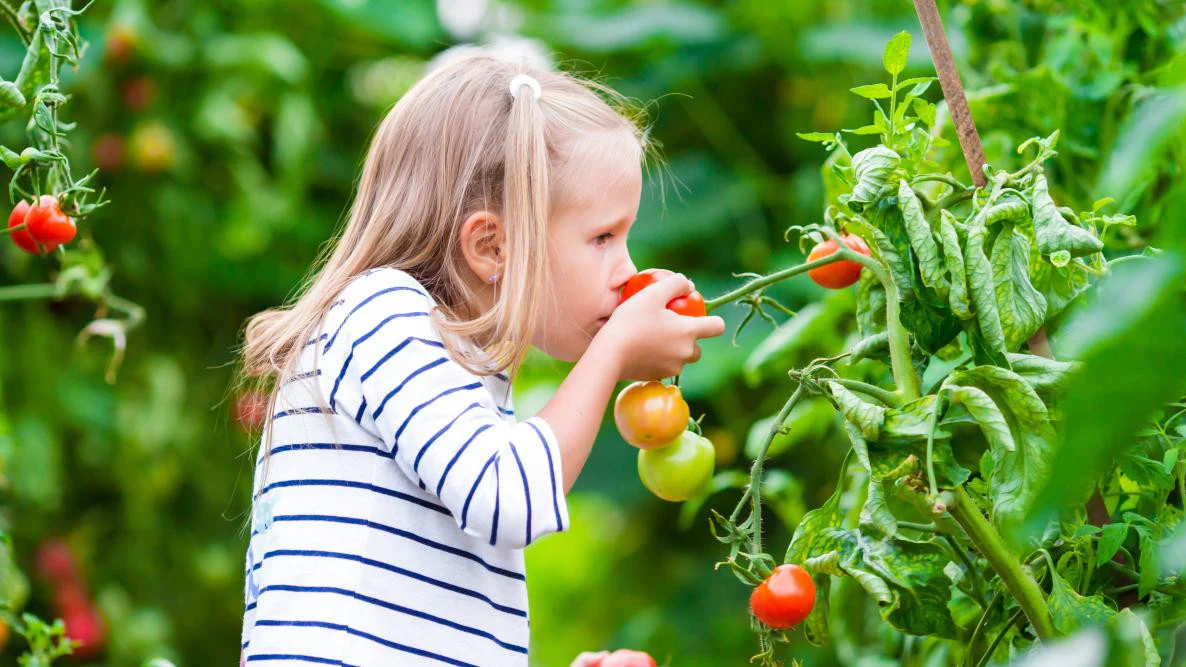 The Old Farmer's Almanac Organic Tomato & Vegetable 8-4-8 Plant Food - Image 4