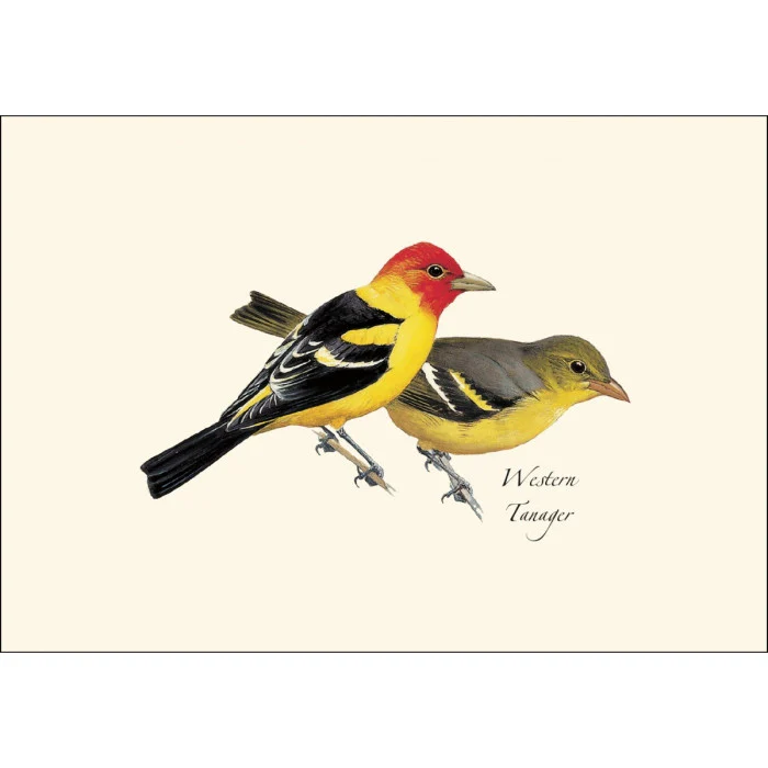 Peterson Western Bird Notecard Assortment - Image 2