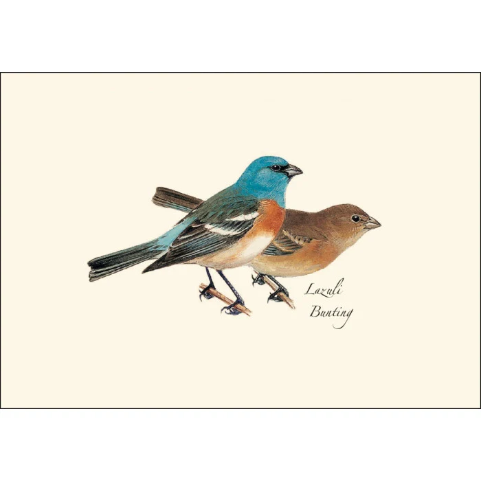Peterson Western Bird Notecard Assortment - Image 3