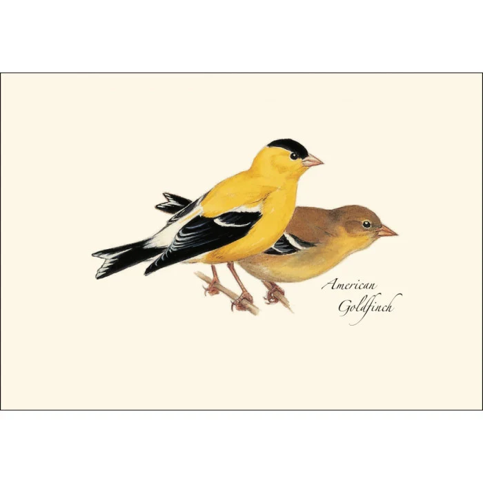 Peterson Western Bird Notecard Assortment - Image 4