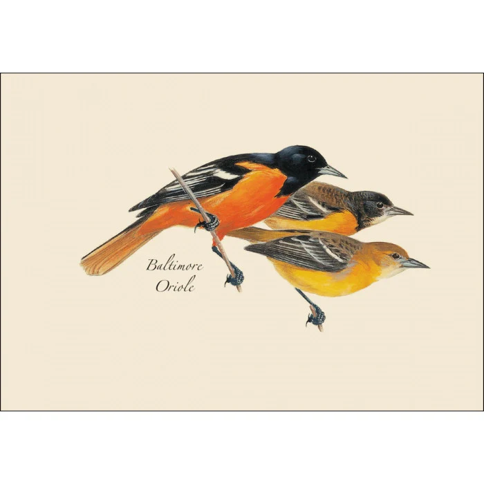 Peterson's Bird Notecard Assortment - Image 4