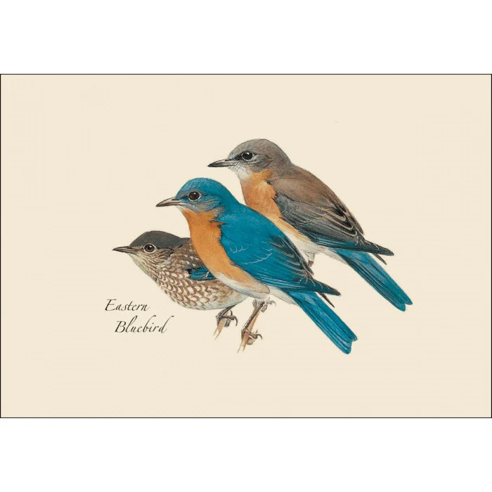 Peterson's Bird Notecard Assortment - Image 5