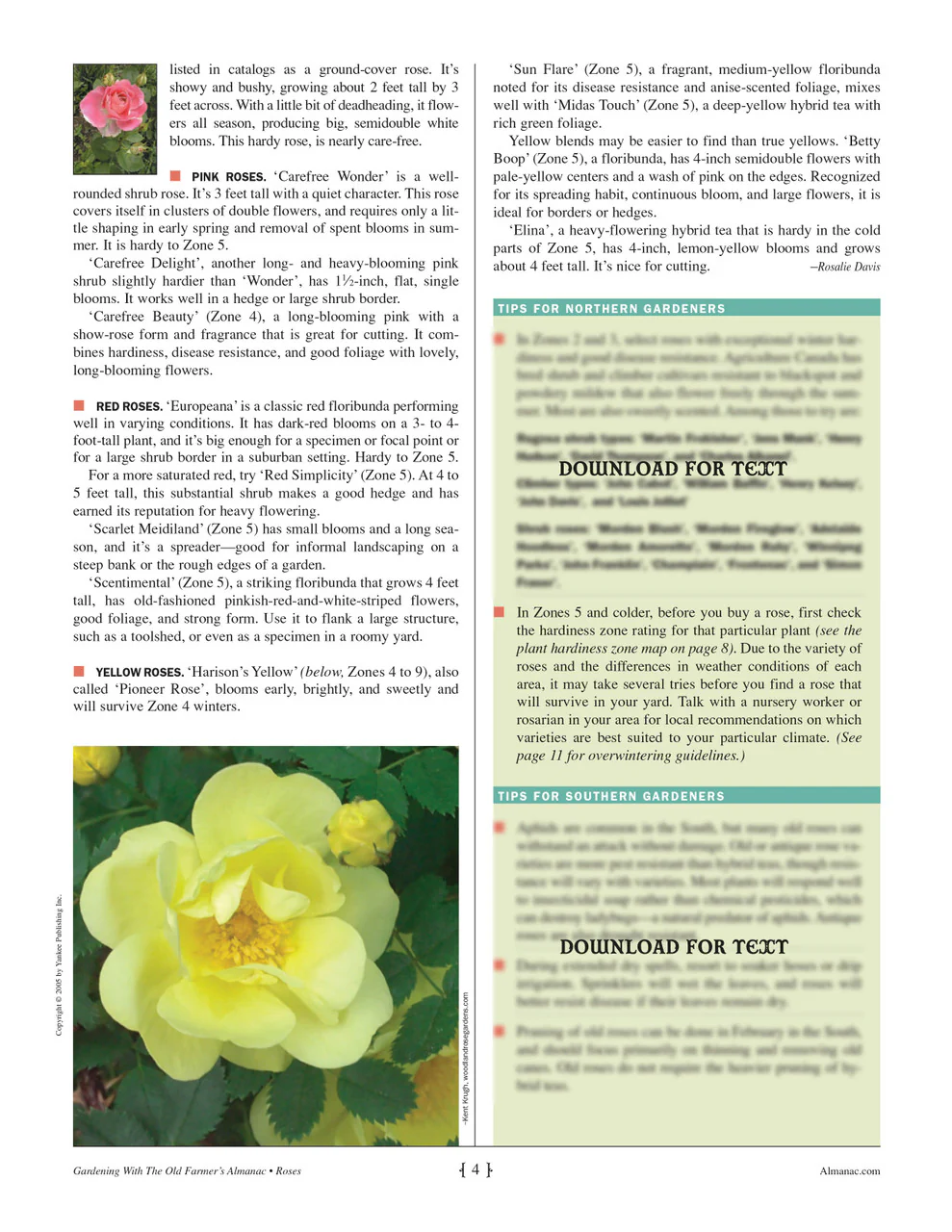 Printable PDF - Rose Guide - Image 3