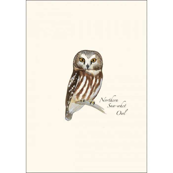 Sibley Owl Notecard Assortment - Image 3