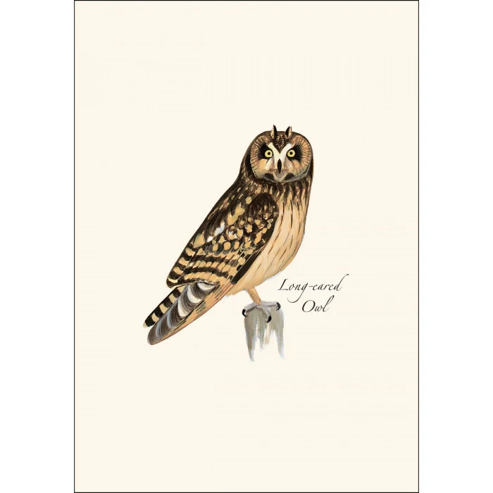 Sibley Owl Notecard Assortment - Image 4