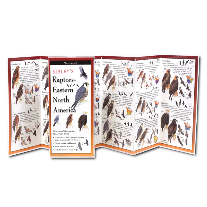 Sibley’s Raptors of Eastern North America, Folding Guide - Image 2
