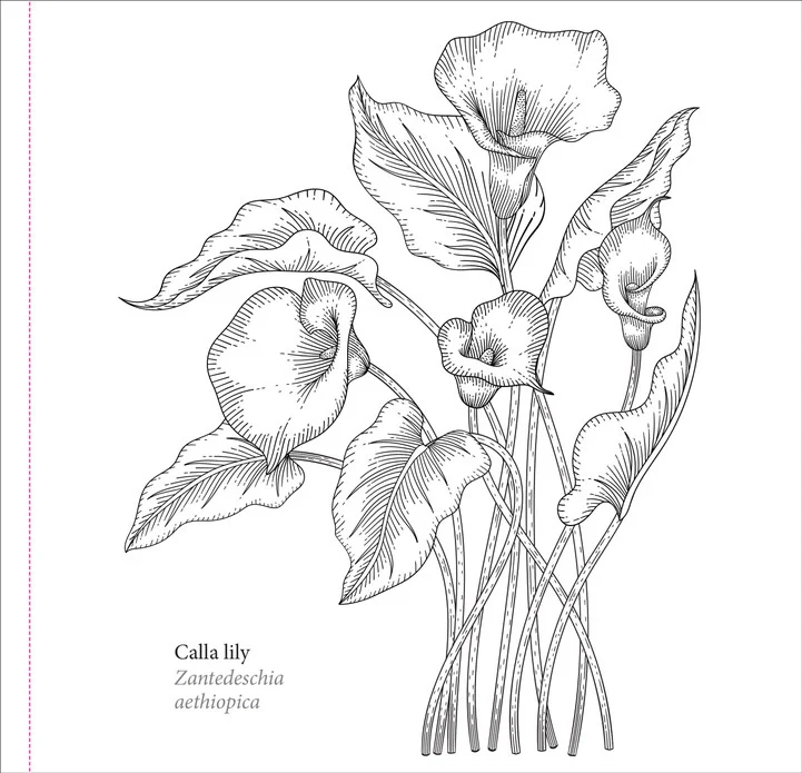 Spring Blooms Coloring Book - Image 3