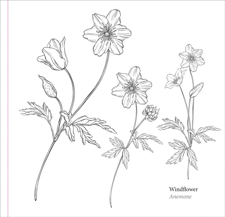 Spring Blooms Coloring Book - Image 4