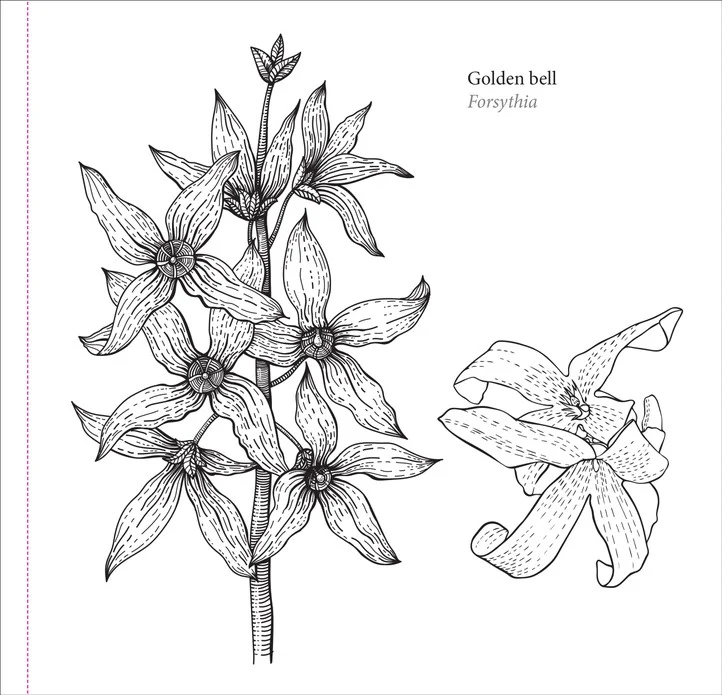 Spring Blooms Coloring Book - Image 6