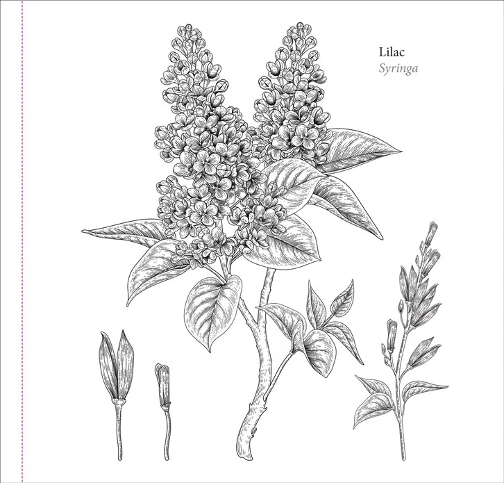 Spring Blooms Coloring Book - Image 7