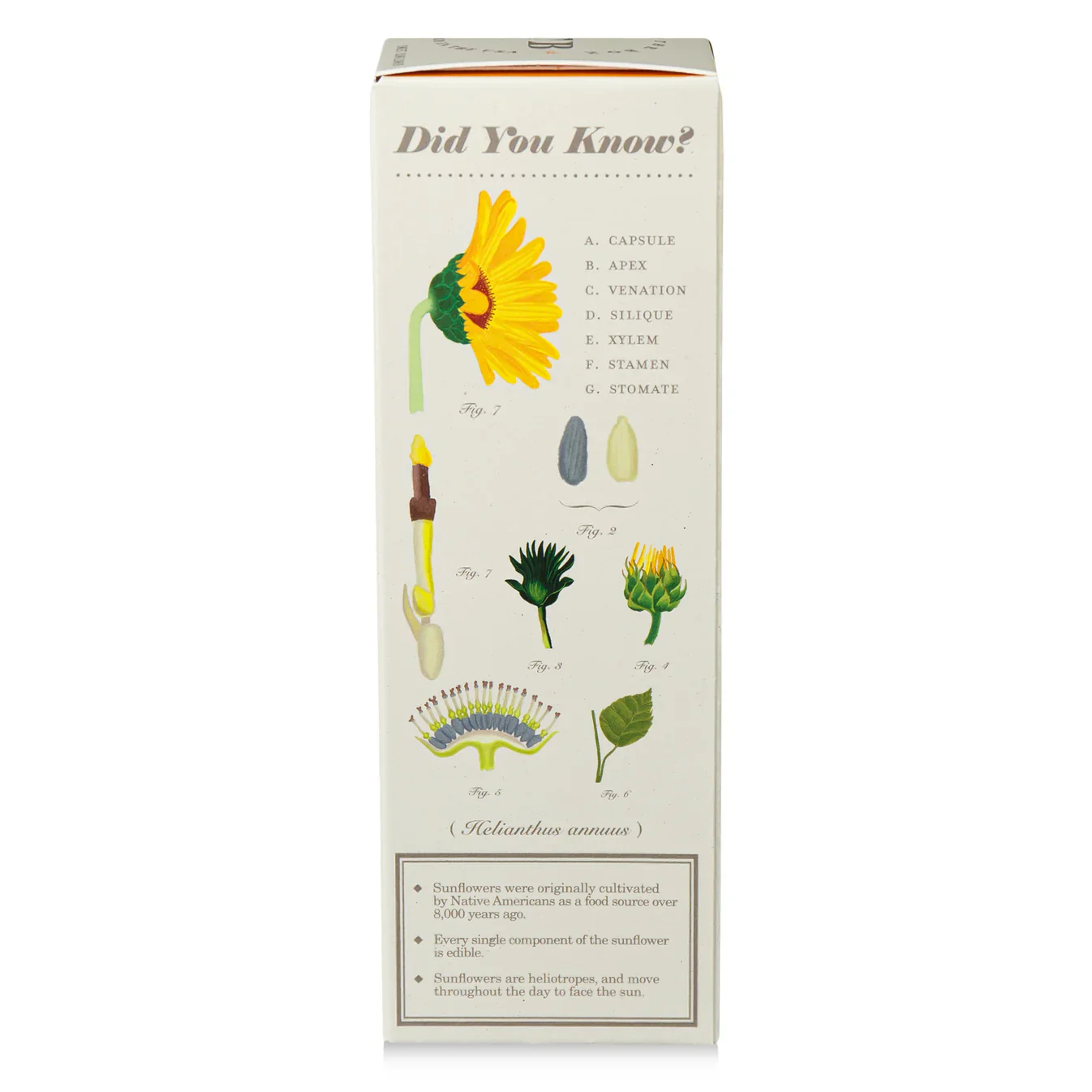 Sweet Sunflower - Plant the Box Diffuser - 4oz - Image 5