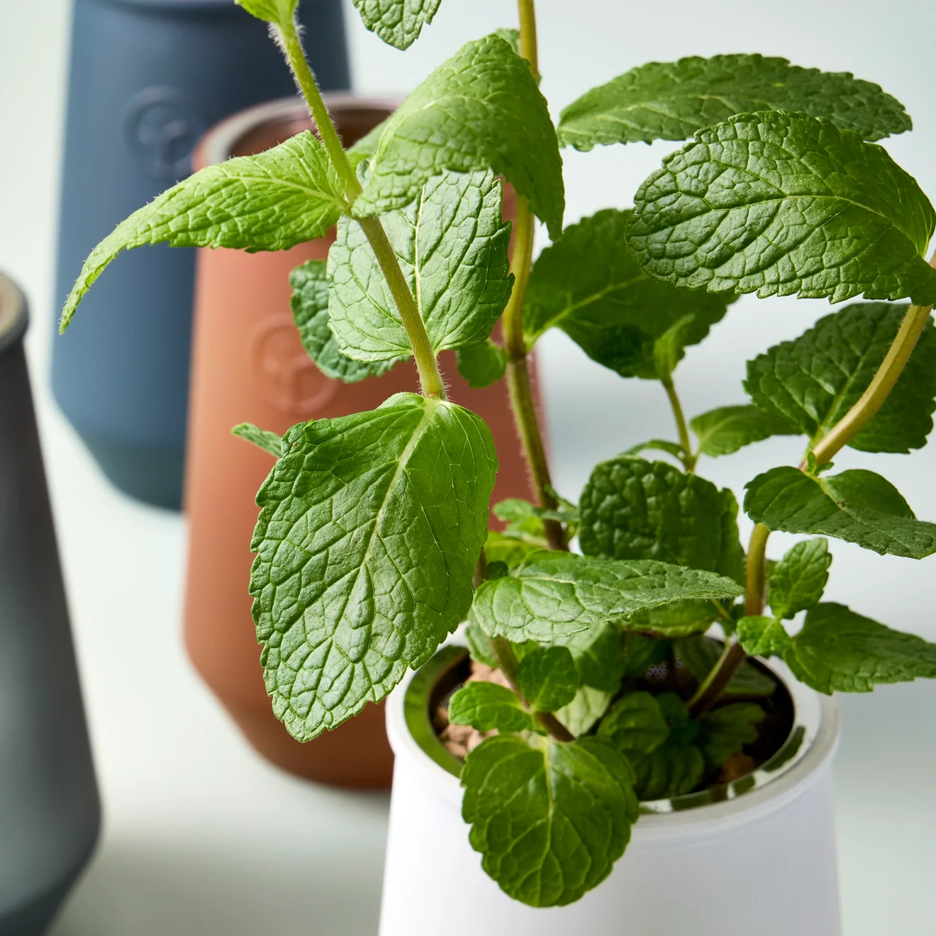 Tapered Tumbler Herb Grow Kit - Image 4