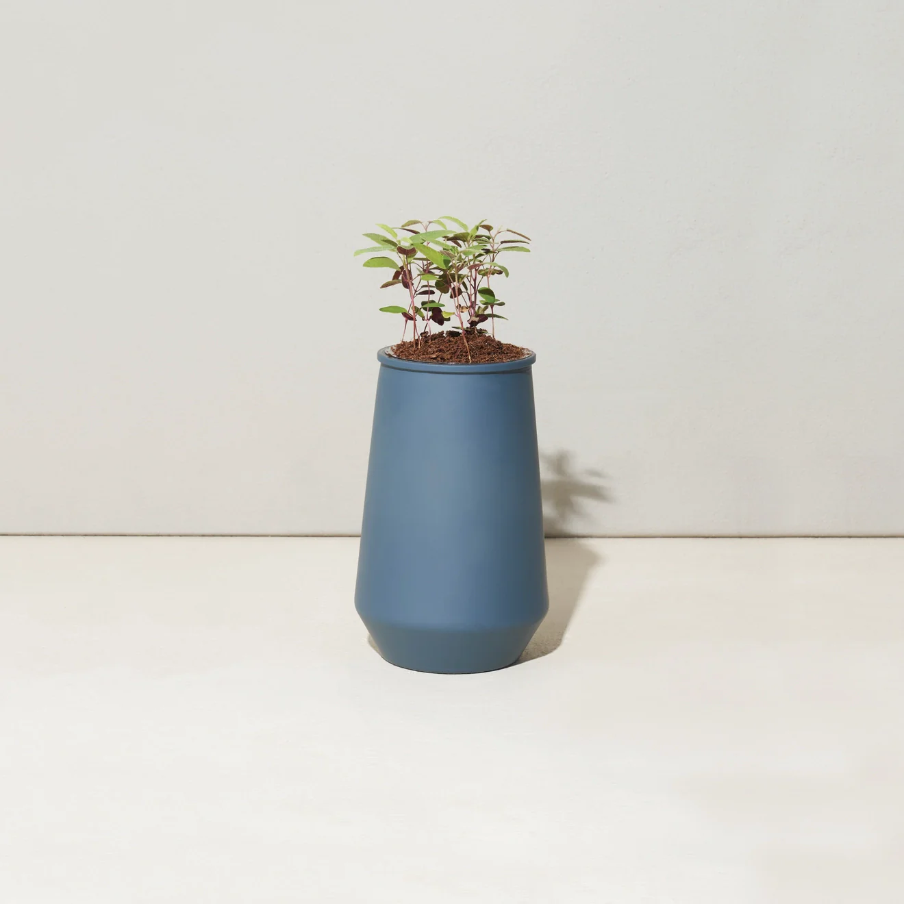 Tapered Tumbler Herb Grow Kit - Image 7