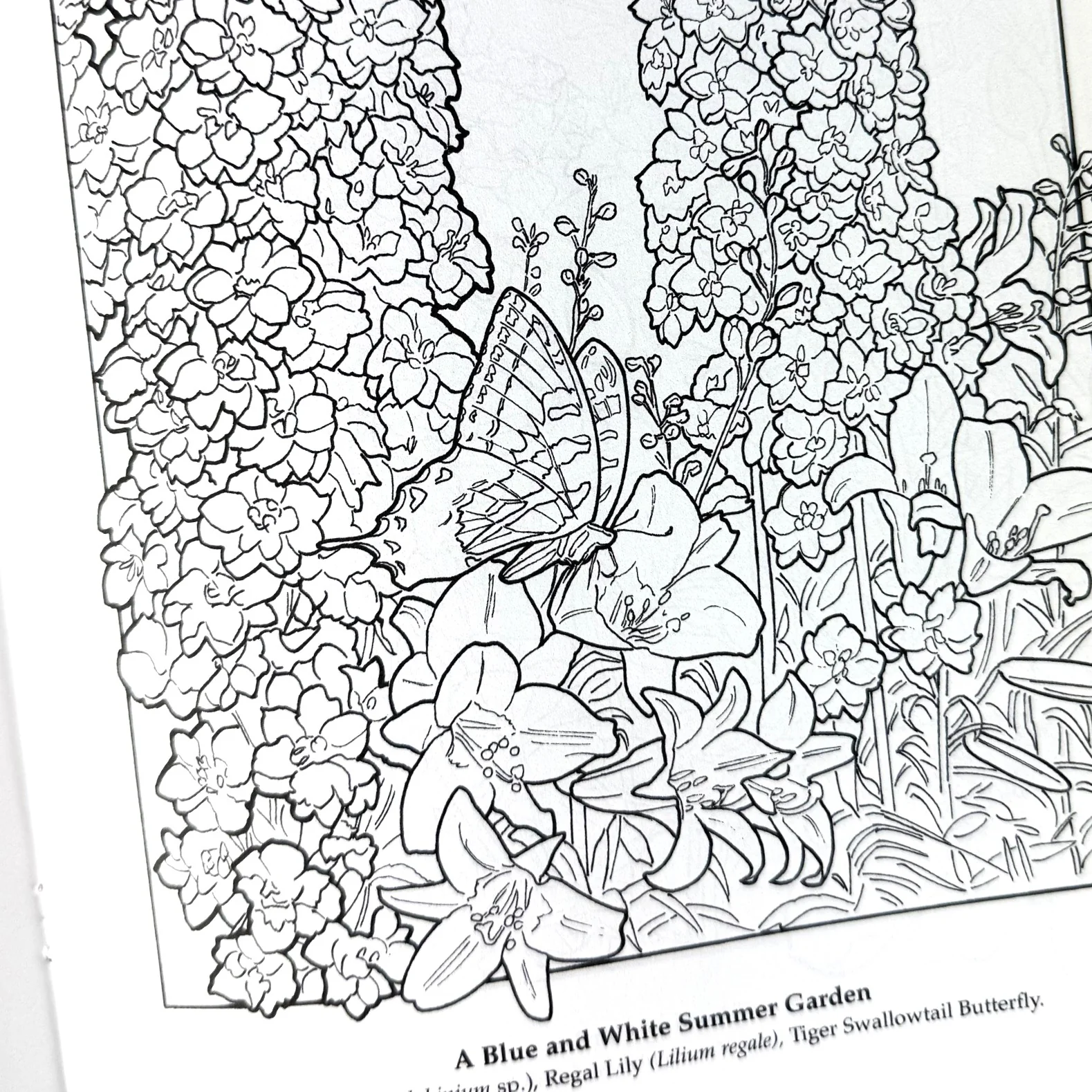 The Flower Garden Coloring Book - Image 5