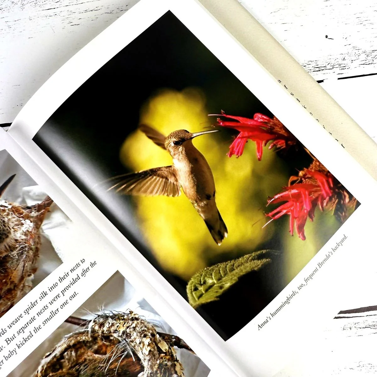 The Hummingbird's Gift - Image 4