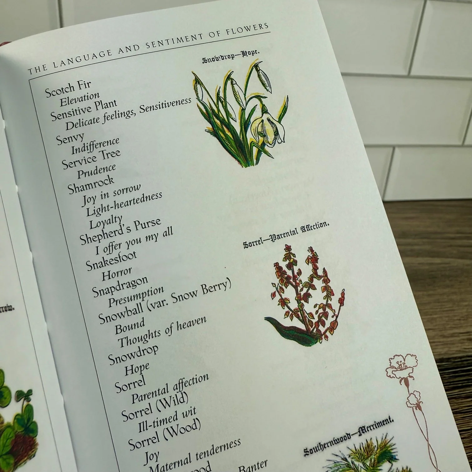 The Language and Sentiment of Flowers - Image 7
