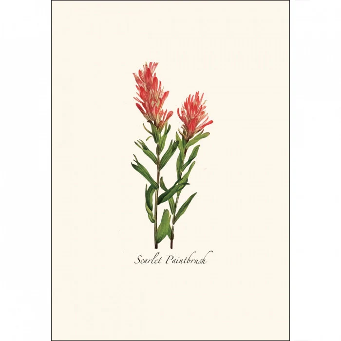 Western Wildflower Notecard Assortment - Image 6